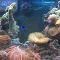 tank1