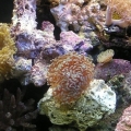 one corner of the tank