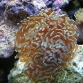 My new branching hammer