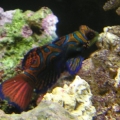 my mandarin RIP..A power head got him