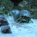 3 Crabbies lining up