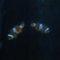 Thought it was a cool pic of the clowns