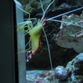 trying to get a picture of cousteau the shrimp, but instead it focused on the rocks