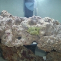 His name is Fred.