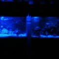 lunar leds