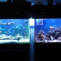Led Cree Build 056