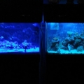 Led Cree Build 056 1