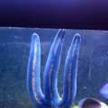 Stick them up fiji blue?