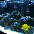 tank1