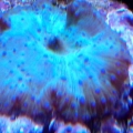 Shroom