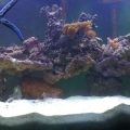 90 Gal Reef