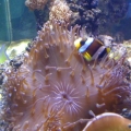Clowns sharing