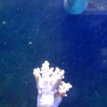 Leather Frag