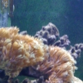 Soft coral