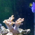 Leather Frag