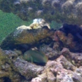 Green Clown Goby