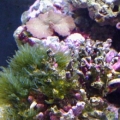 not sure about the green algae? crabs wont eat it