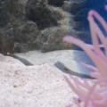 my new Condy Anemone