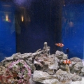 My SW tank