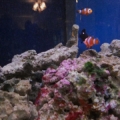 SW tank which contain live rock, live sand, 4 fish, one star fish, an anemone & 2 peppermint shrimp