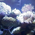 xenia is thriving  july 18th 2010 was start date