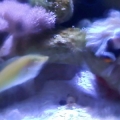 the clown loves greenie wrasse :)