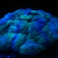 First Brain coral!