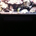 57 gal, illuminata rimless, proflex 2 sump, 2 150w metal halide, coralife 125g skimmer,