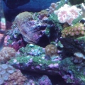 Royal Gramma, FireFish and Yellow Coris Wrasse on the reef