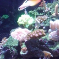FireFish