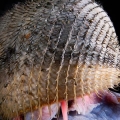This yet unnamed hairy snail (above) was found in a deep-sea volcano of the coast of Japan, in a hydrothermal vent of high temperature and “eternal darkness”.
