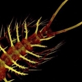 Thank goodness Ceratonotus steiningeri is only half a millimeter long.