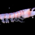 This 1.3cm long Australian shrimp (above), found on a reef, is raised in a pouch, kangaroo style.