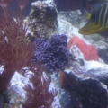 xenias