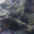 urchin