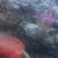 Tube worm and sponge