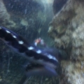 goby
