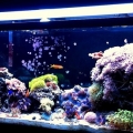 full tank shot