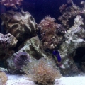 20g Reef