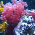 Ahhh Ze Ocean