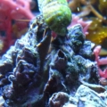 Hermit Crab Hang Out