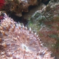 Beaded Anemone