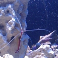 It's Fracais the cleaner shrimp