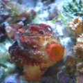 close up of my live rock