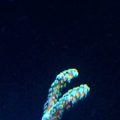 birdnest frag