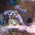 new coral on a plug possibly a zoa but the polyps are the size of 2 pin heads.