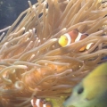my 13" LTA long tentacle anemone. It is 7 months young and spectacular.