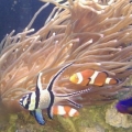 my 13" LTA long tentacle anemone. It is 7 months young and spectacular.