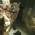 Fish!