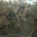 Snail and Hermit Crab can you see them?
